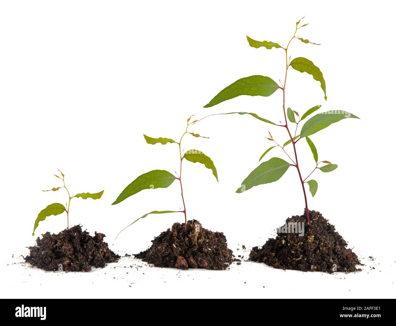 Tre alberelli su sfondo bianco Foto Stock
