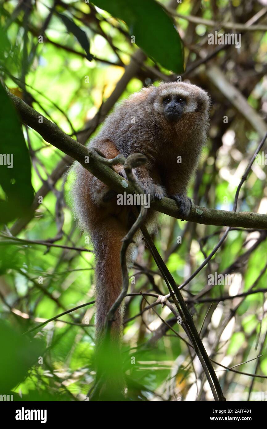 Un giovane San Martin Titi Monkey sul ramo nella foresta pluviale di Tarapoto Foto Stock