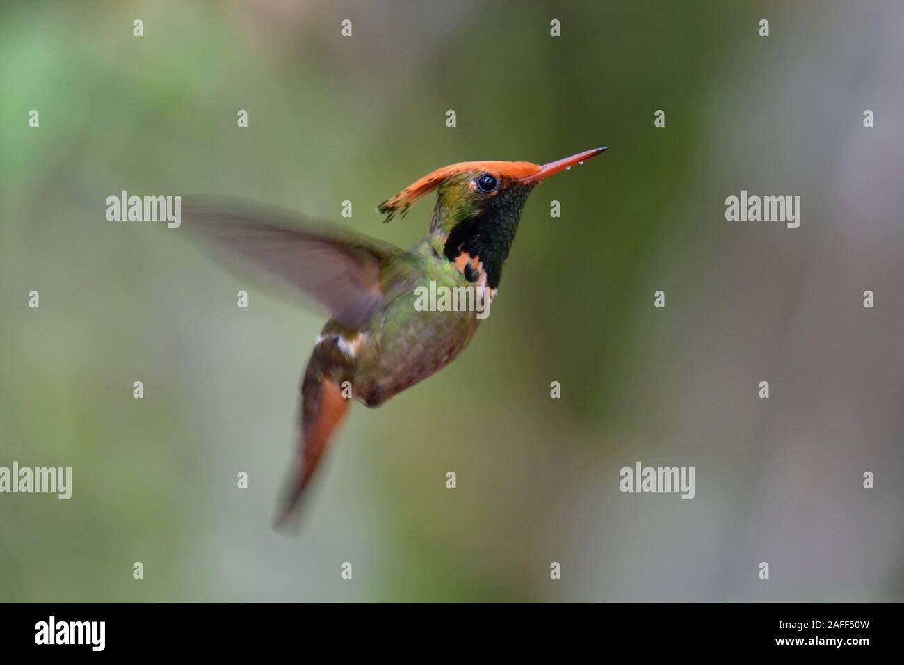 Rufous crested coquette hummingbird in Perù's rainforest Foto Stock