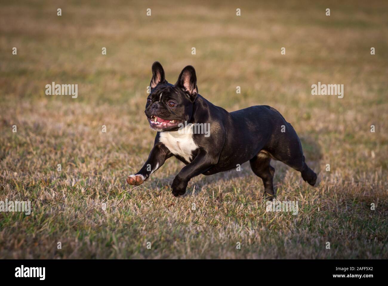 Bianco nero bulldog francese in esecuzione Foto Stock