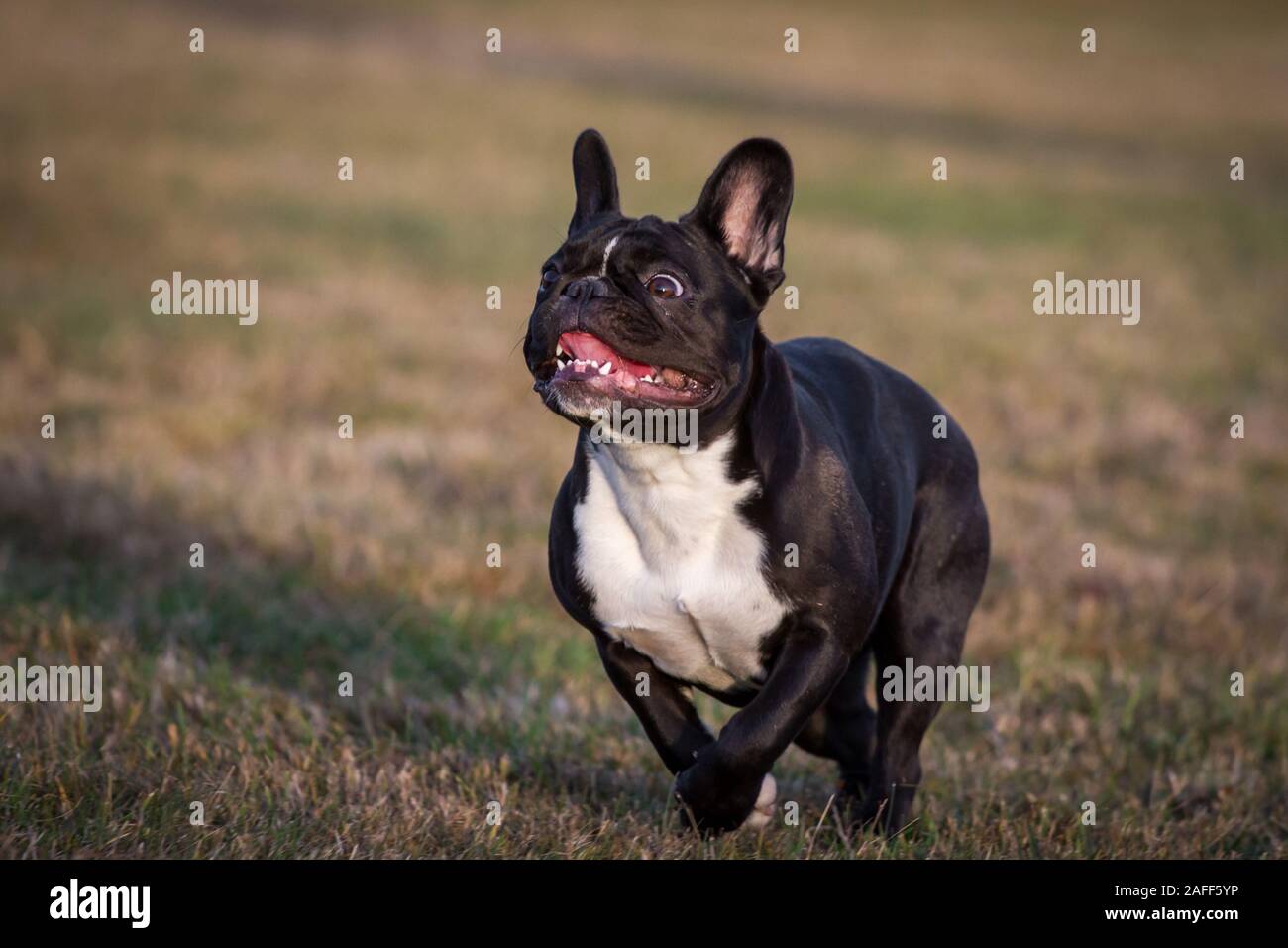 Bianco nero bulldog francese in esecuzione Foto Stock