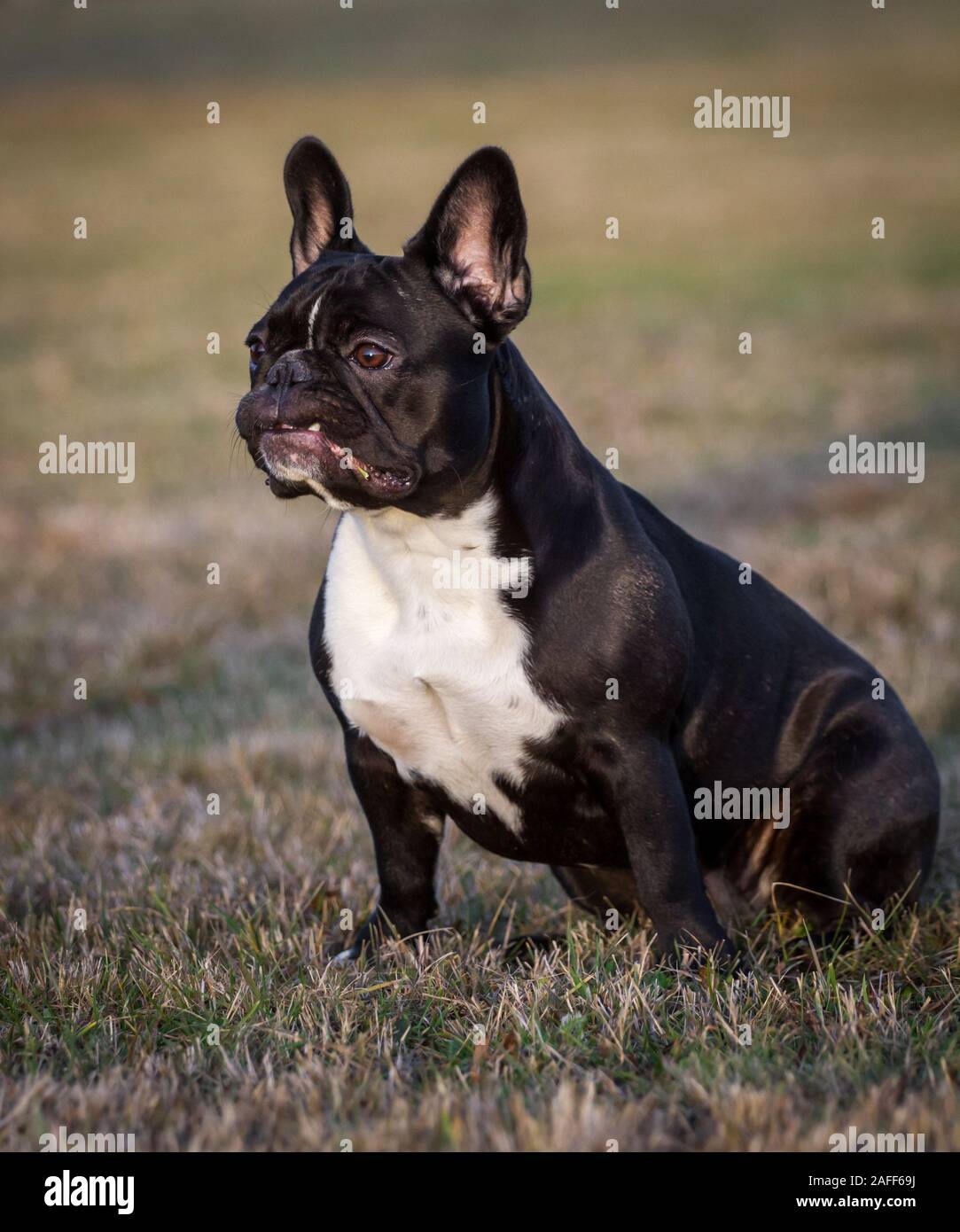 Bianco nero bulldog francese seduta Foto Stock