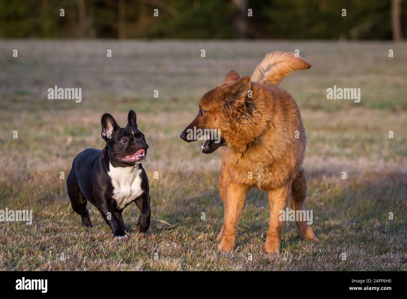 Due cani giocando, un bulldog francese e un Westerwälder Kuhhund (Old German Sheepdog) Foto Stock
