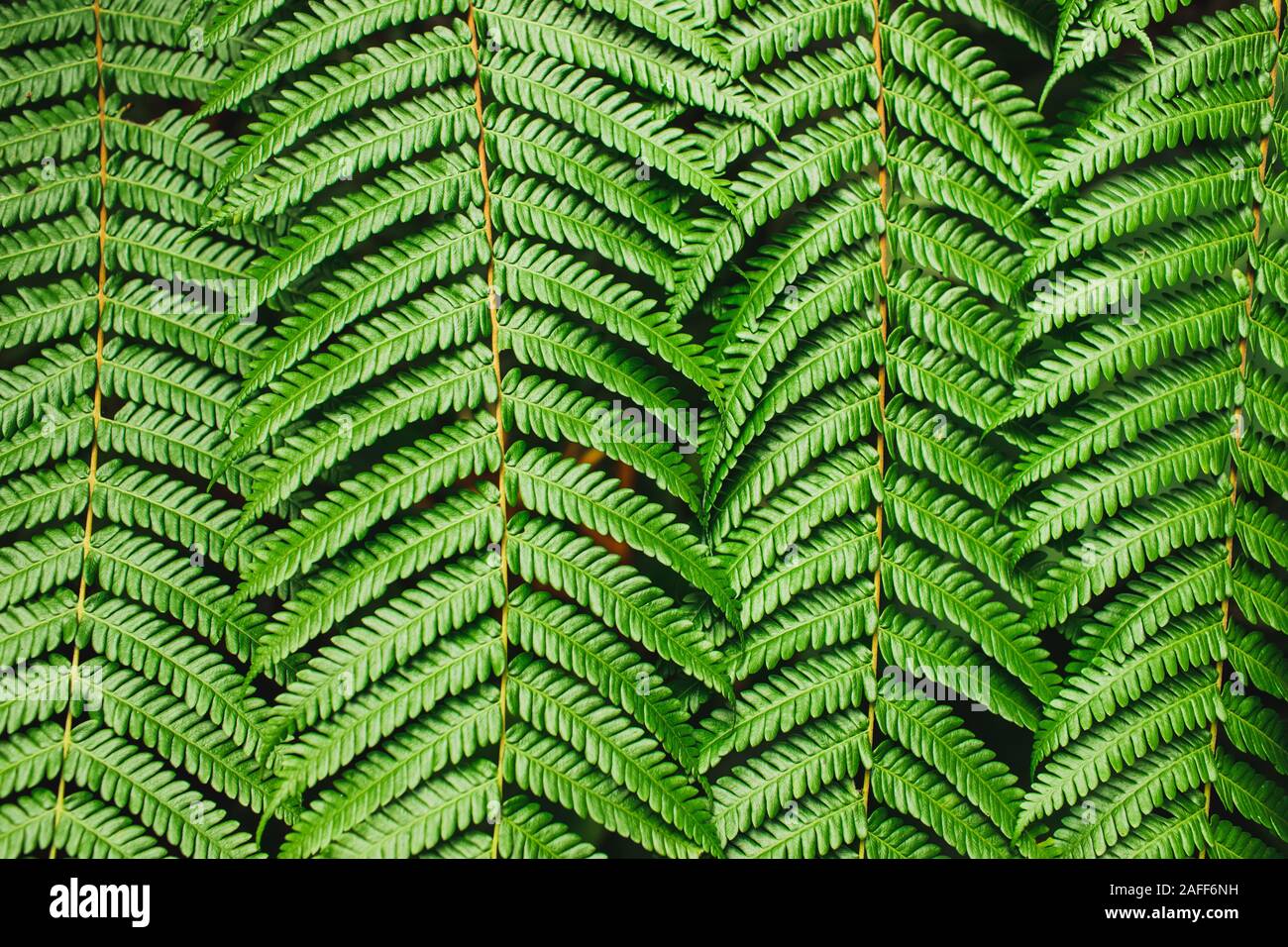 Verde sfondo tropicale. Perfetto foglie di felce texture. Linee astratte in natura, figura geometrica. Concetto di natura, banner orizzontale. Foto Stock