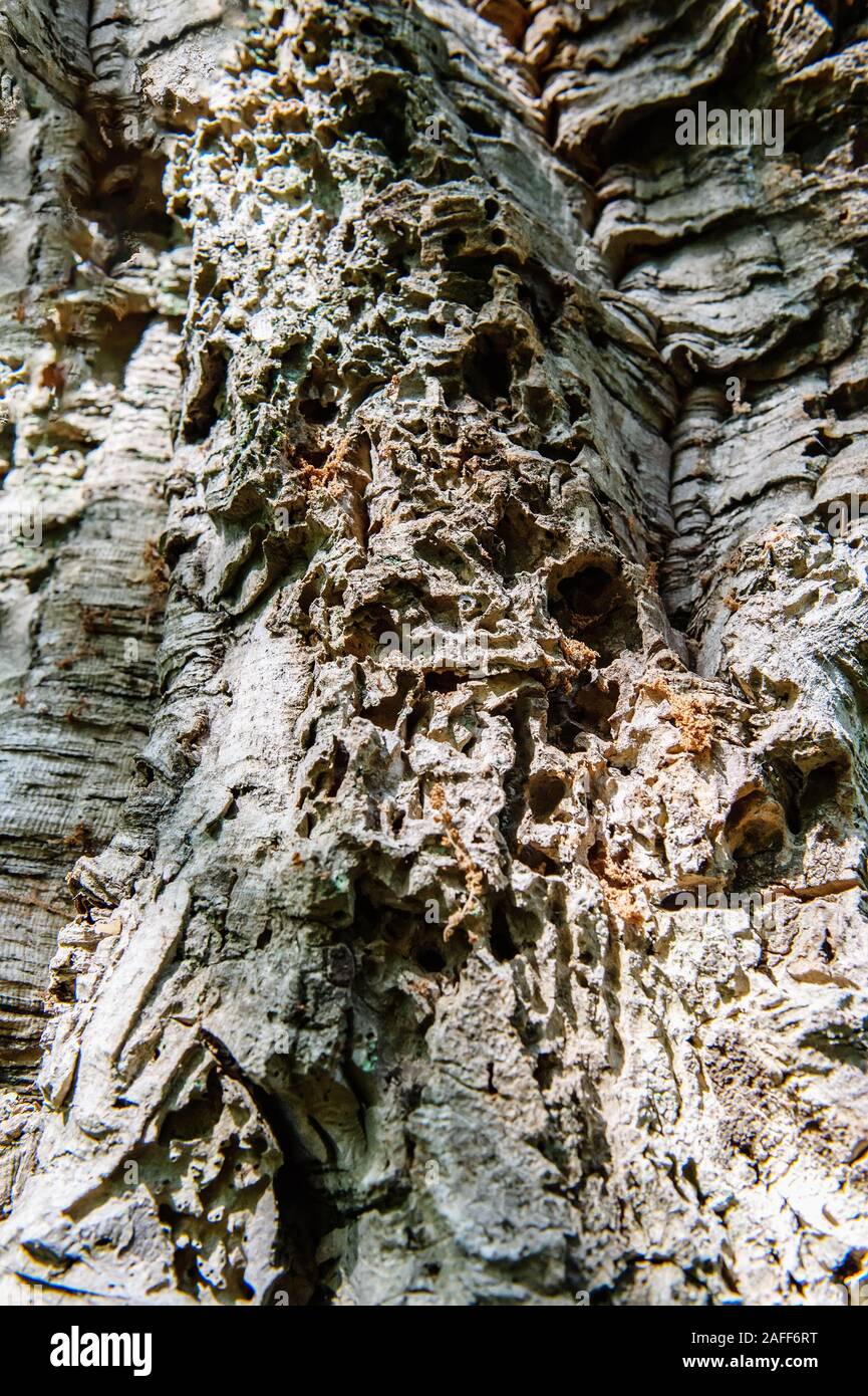 La consistenza del vecchio rugoso coriacea legno. Corteccia di albero danneggiato da parassiti e malattie, acqua e vento. Impianto texture. Foto Stock