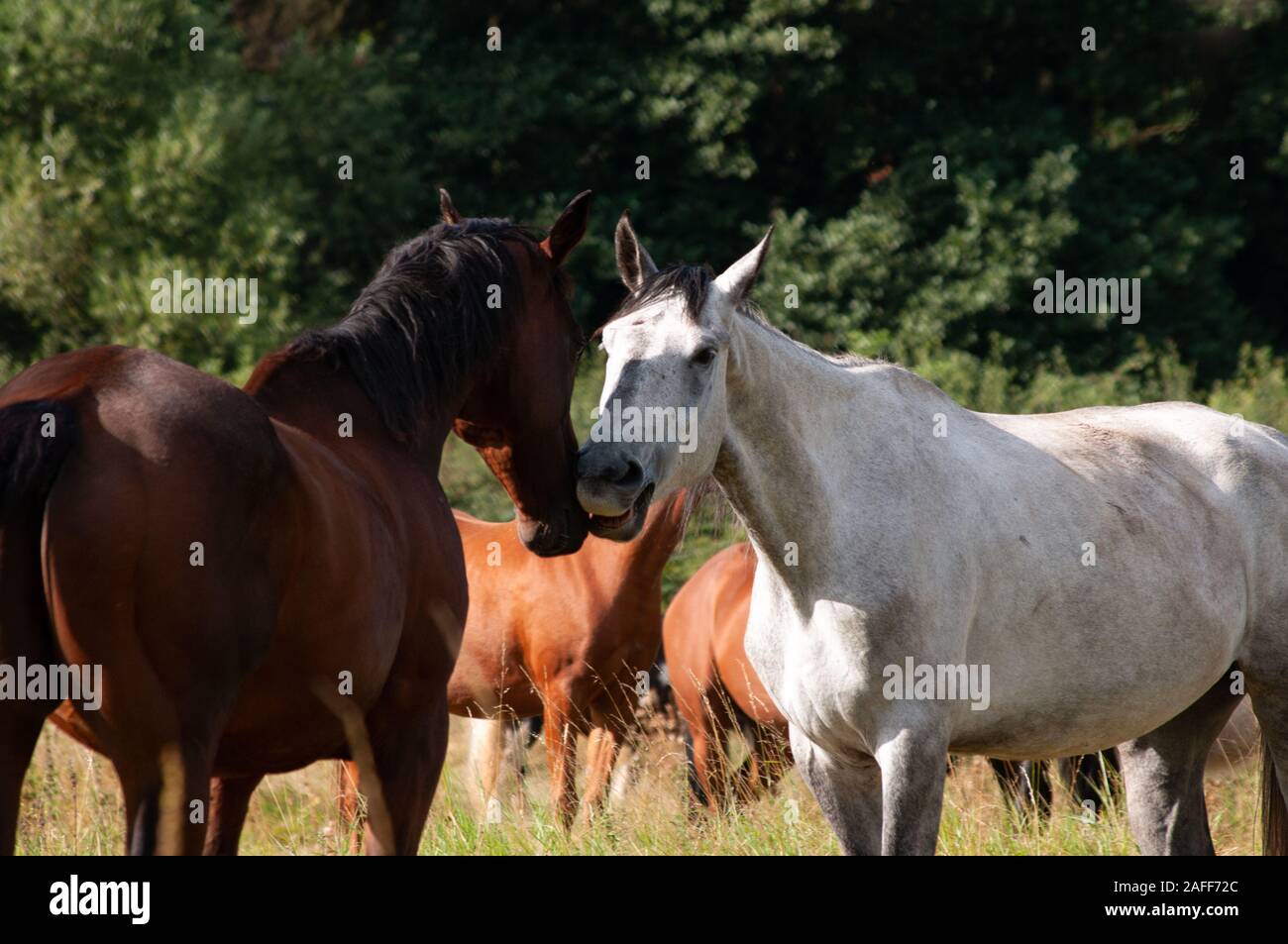 Due cavalli incontro e saluto uno un altro in un campo con altri cavalli nel backgrpound. Bay a cavallo e cavallo grigio. Soleggiata giornata estiva. Foto Stock