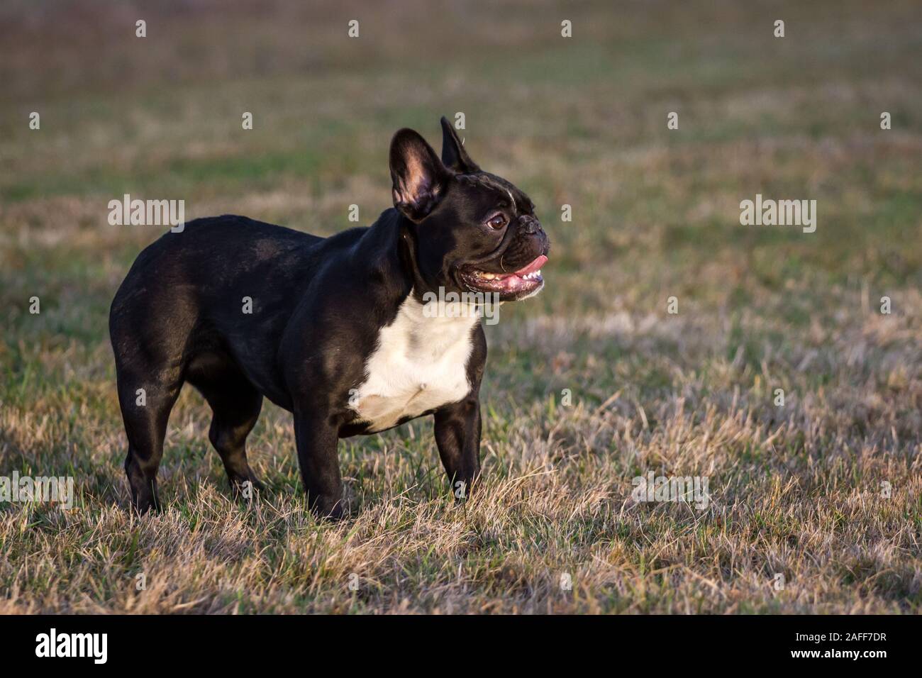 Bianco nero bulldog francese in piedi Foto Stock Bianco nero bulldog francese in piedi Foto Stock