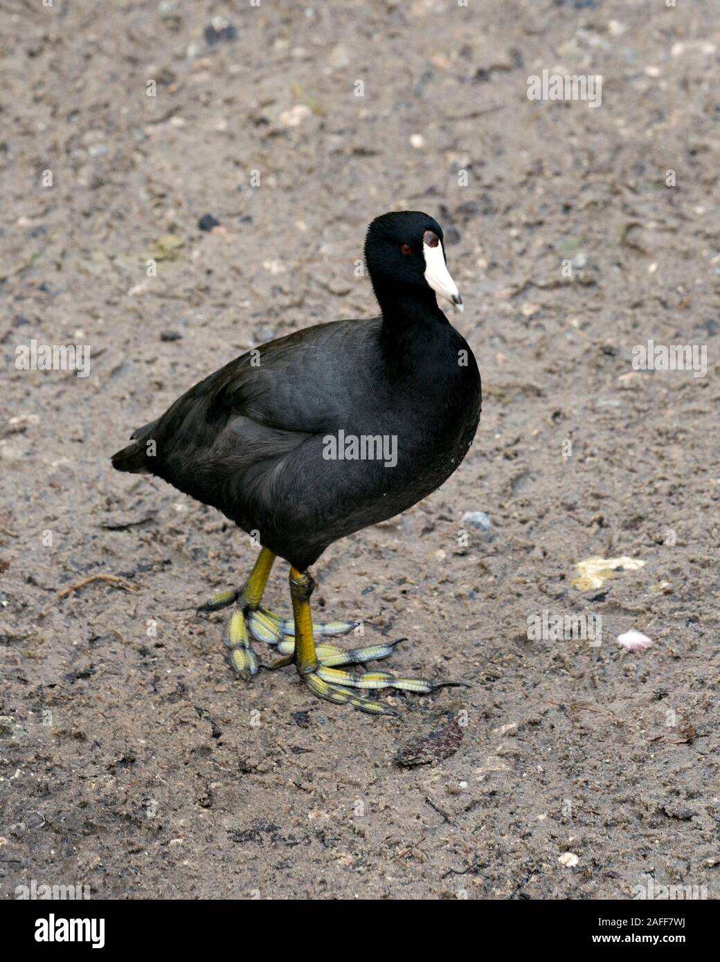 Orchetto nero o Orchetto americano uccello vicino sul terreno, visualizzazione piumaggio nero, corpo, testa, occhio, becco, piedi e nel suo ambiente e dintorni Foto Stock