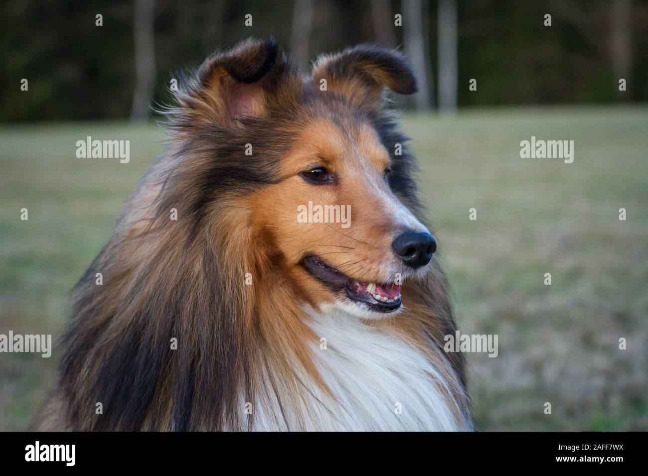 Sable Sheltie (Shetland Sheepdog) Foto Stock