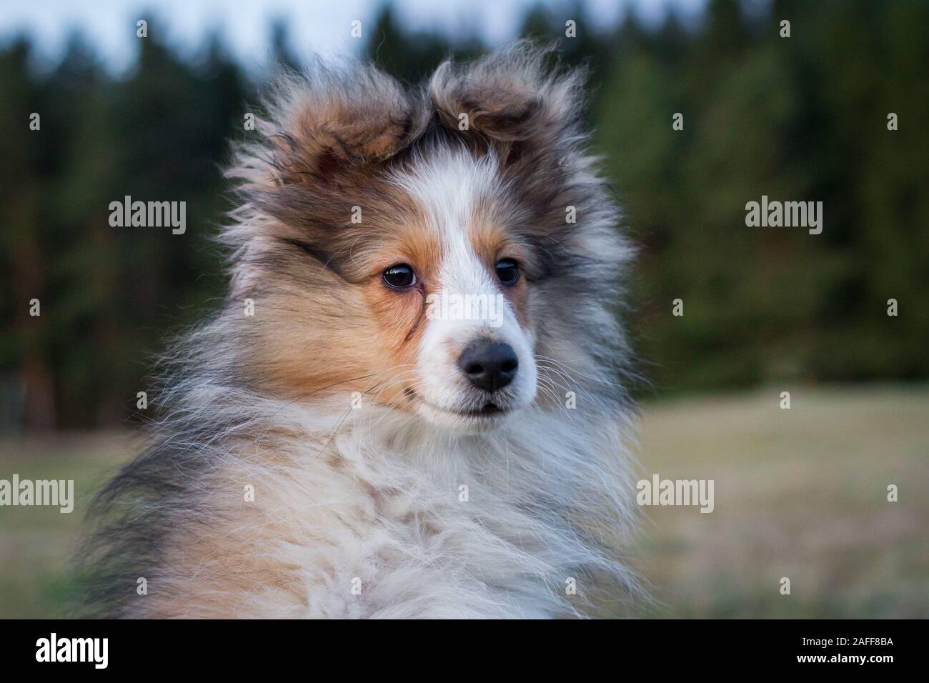 Sheltie (Shetland Sheepdog) cucciolo Foto Stock