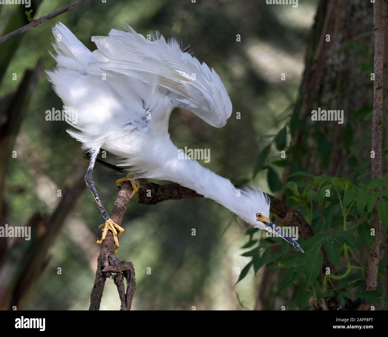 Snowy Garzetta uccello close-up visualizza profilo appollaiato su un ramo visualizzazione piumaggio bianco, piume soffici, corpo, la testa, il becco, occhio nel suo ambiente e sur Foto Stock