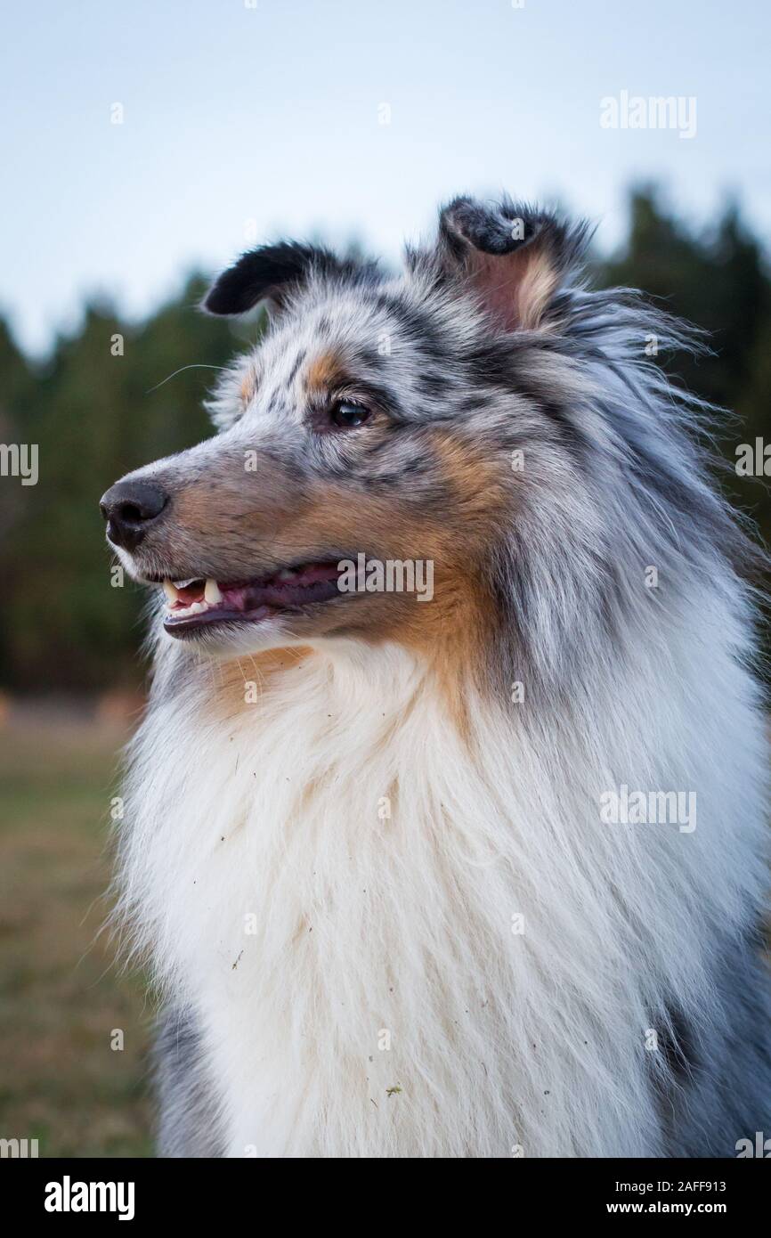 Merle Sheltie (Shetland Sheepdog) Foto Stock