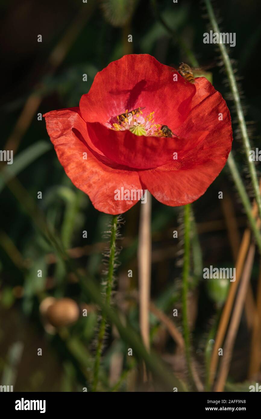 Hoverflies (Episyrphus Balteatus) Raccolta su un comune Papavero (Papaver rhoeas) Foto Stock