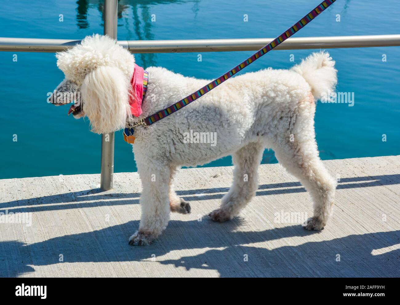Profilo di un apparentemente rovinato, i vecchi standard bianco strutting barboncino sul lungomare Promenade laterale in corrispondenza di un porto, al guinzaglio indossando una sciarpa rosa, Foto Stock