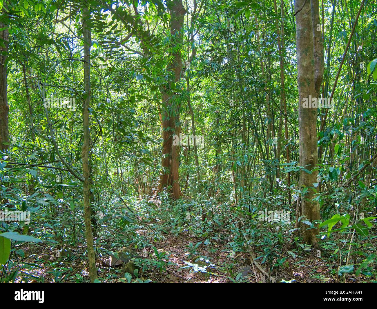 Foresta densa vegetazione ed alberi vicino Saen Monourom (Sen Monorom) in zone di Mondulkiri Provincia, in Cambogia. Foto Stock