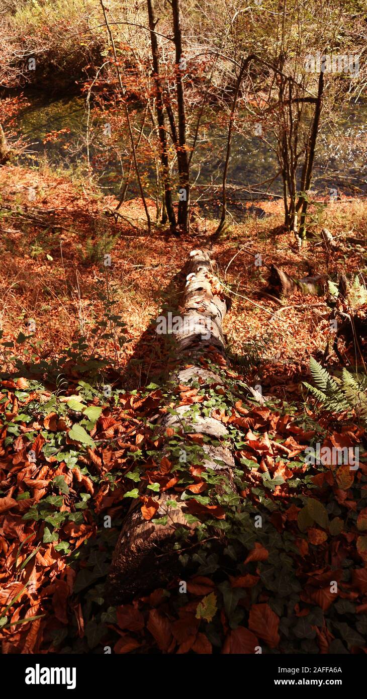 Albero caduto giacente a terra, coperto da foglie caduti nella foresta di Kamačnik in autunno Foto Stock