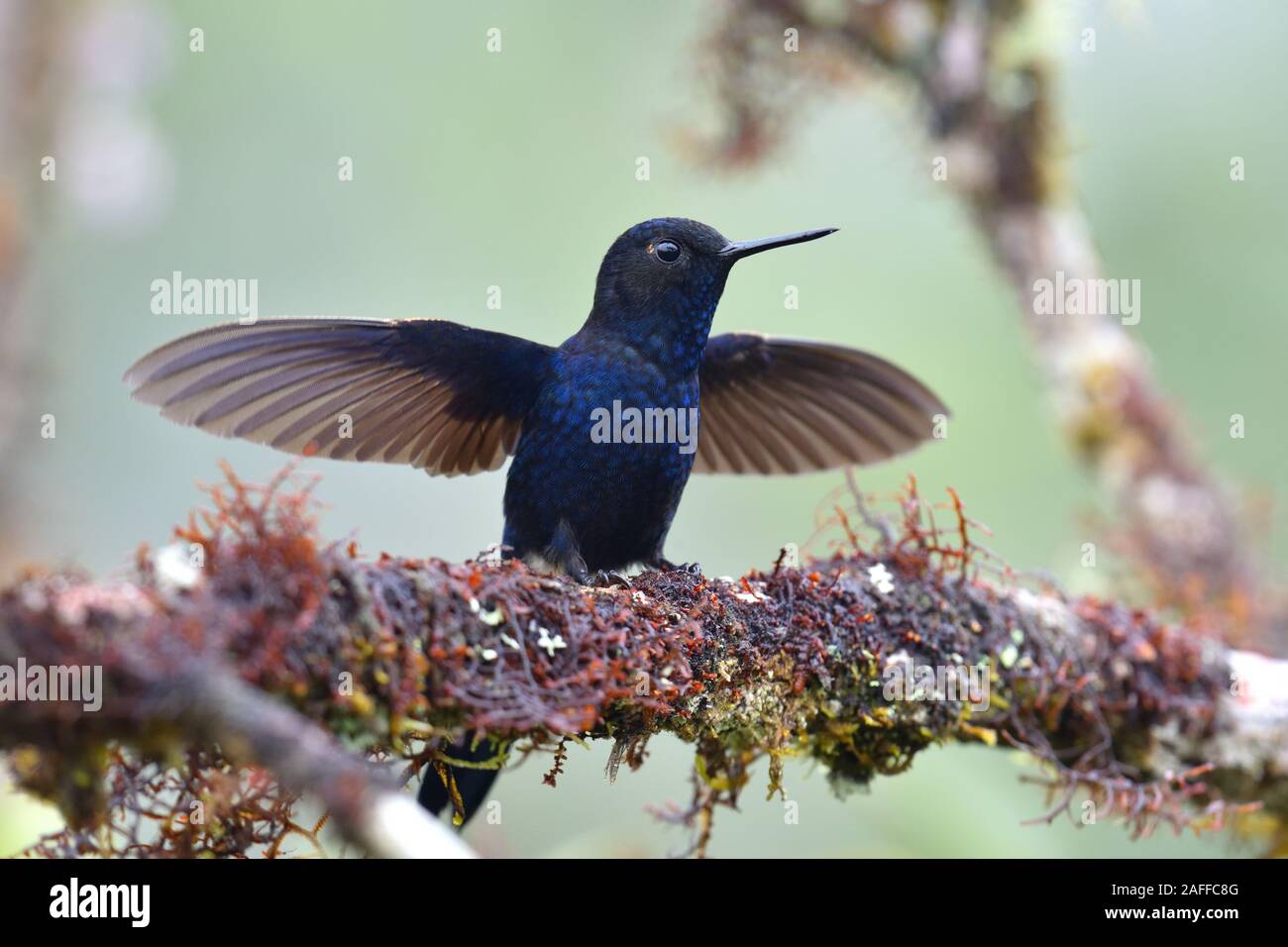Un Royal Sunangel hummingbird en Perù Alto Mayo bosco di protezione Foto Stock