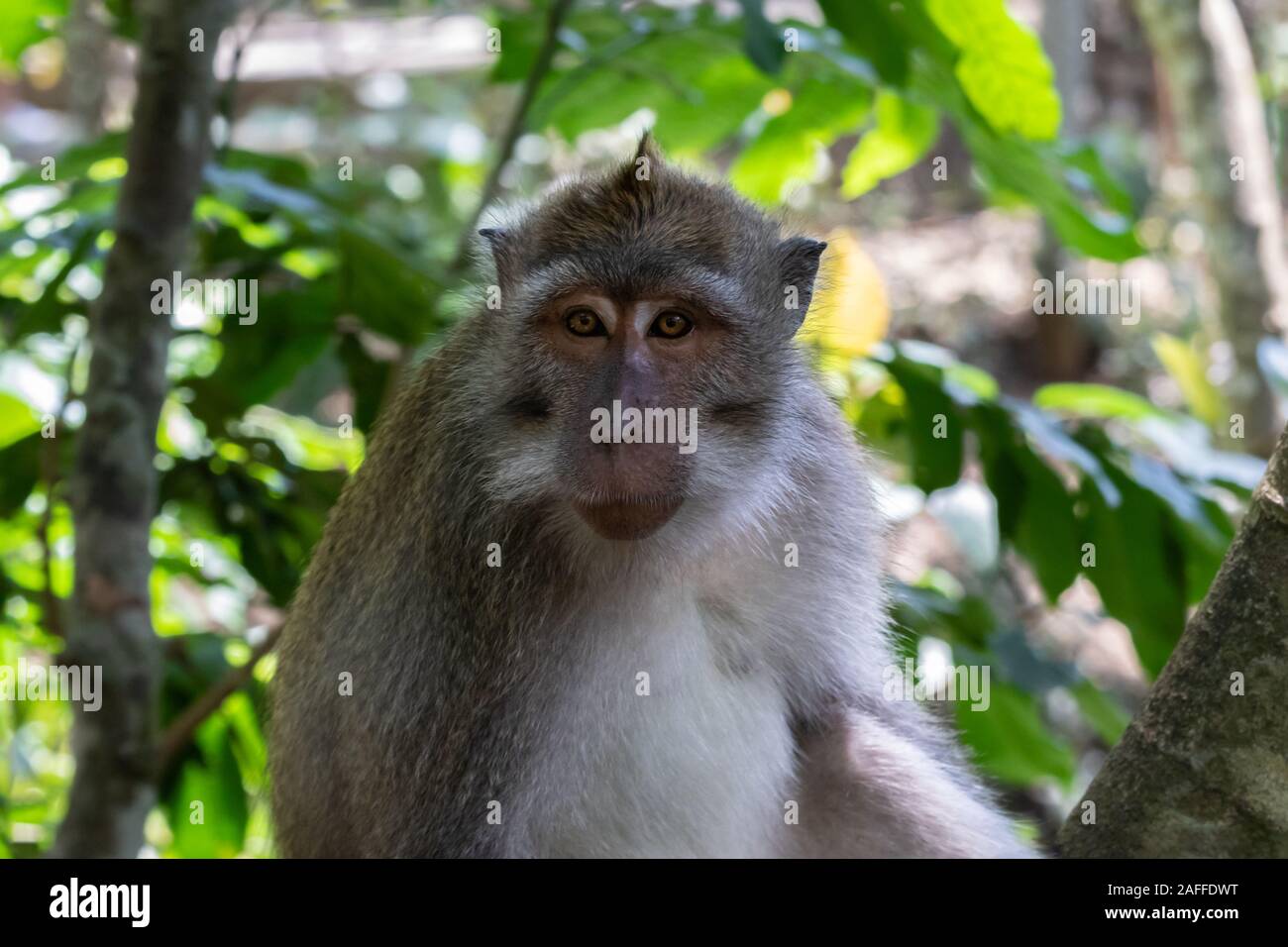 Ritratto di scimmia macaco (Macaca fascicularis), guardando al lato. Foresta in background. Nella sacra foresta delle scimmie, Ubud, Bali, Indonesia. Foto Stock