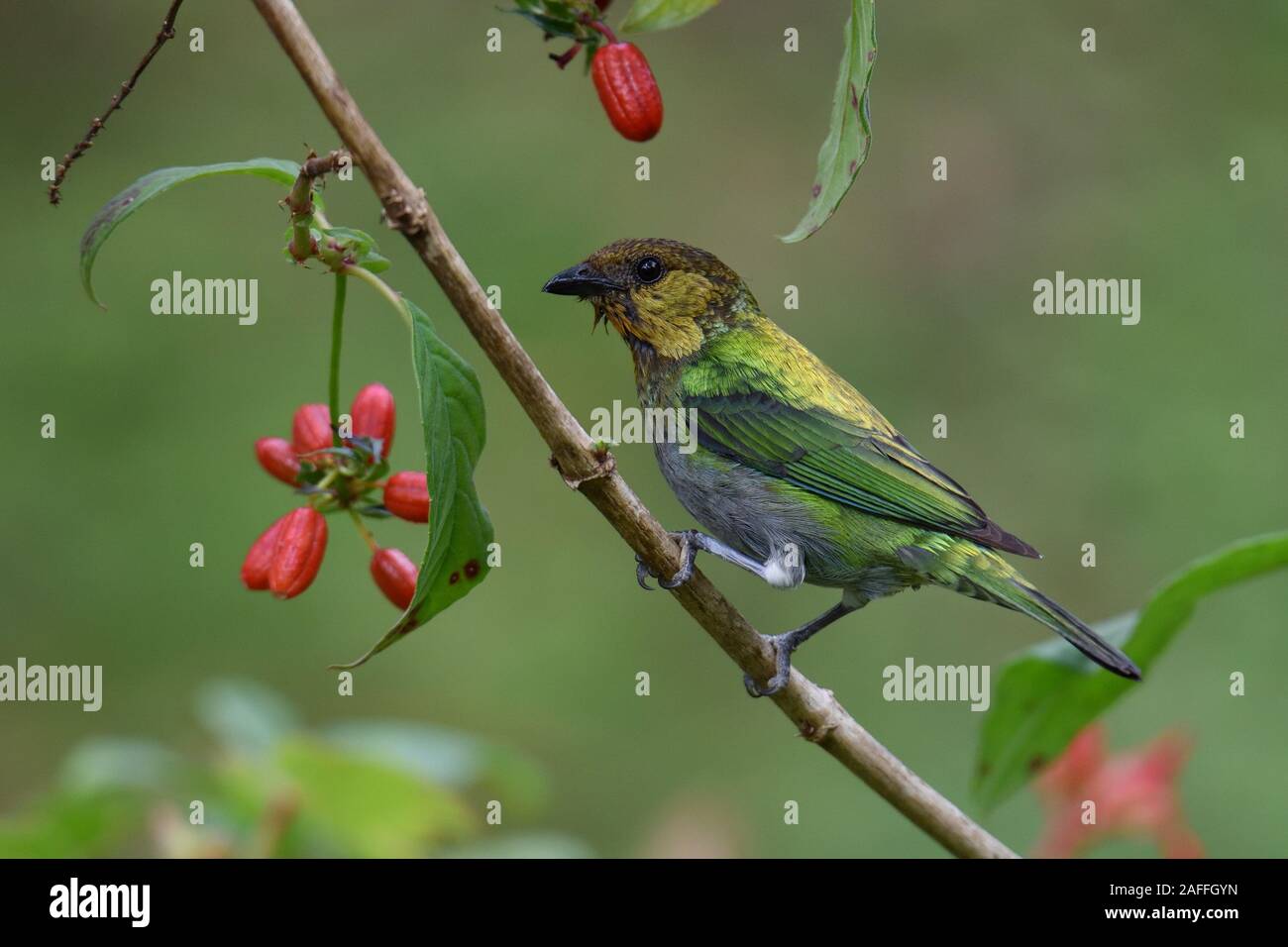 Argentea-backed Tanager sul ramo in cloudforest peruviana Foto Stock