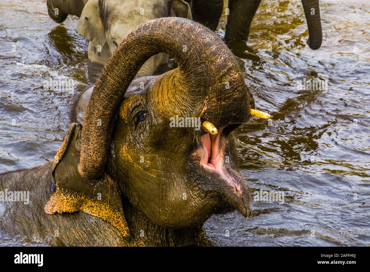 Bella vista dettagliata di un elefante asiatico la balneazione in acqua, in via di estinzione specie animale da Asia Foto Stock