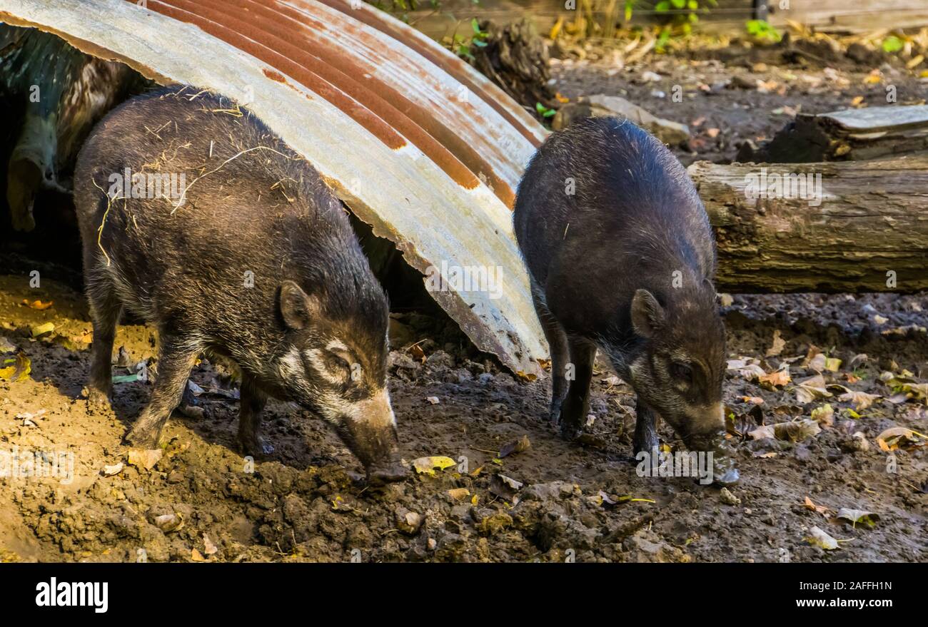 Visayan presenta verrucosa maiale giovane insieme nel fango, tropicali cinghiali, specie gravemente minacciate specie animale dalle Filippine Foto Stock