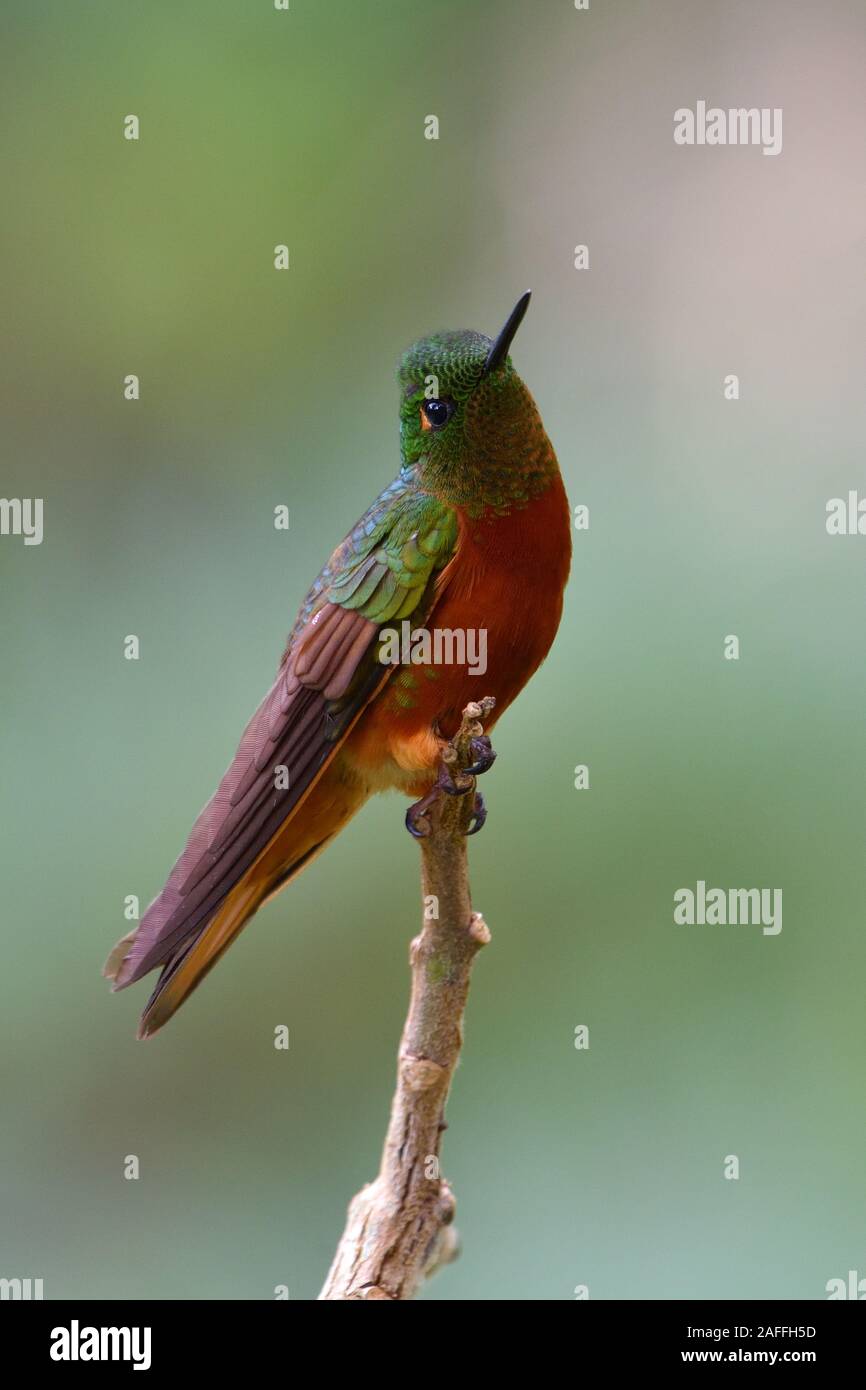 Un petto di castagno Coronet hummingbird peruviana in Cloud Forest Foto Stock