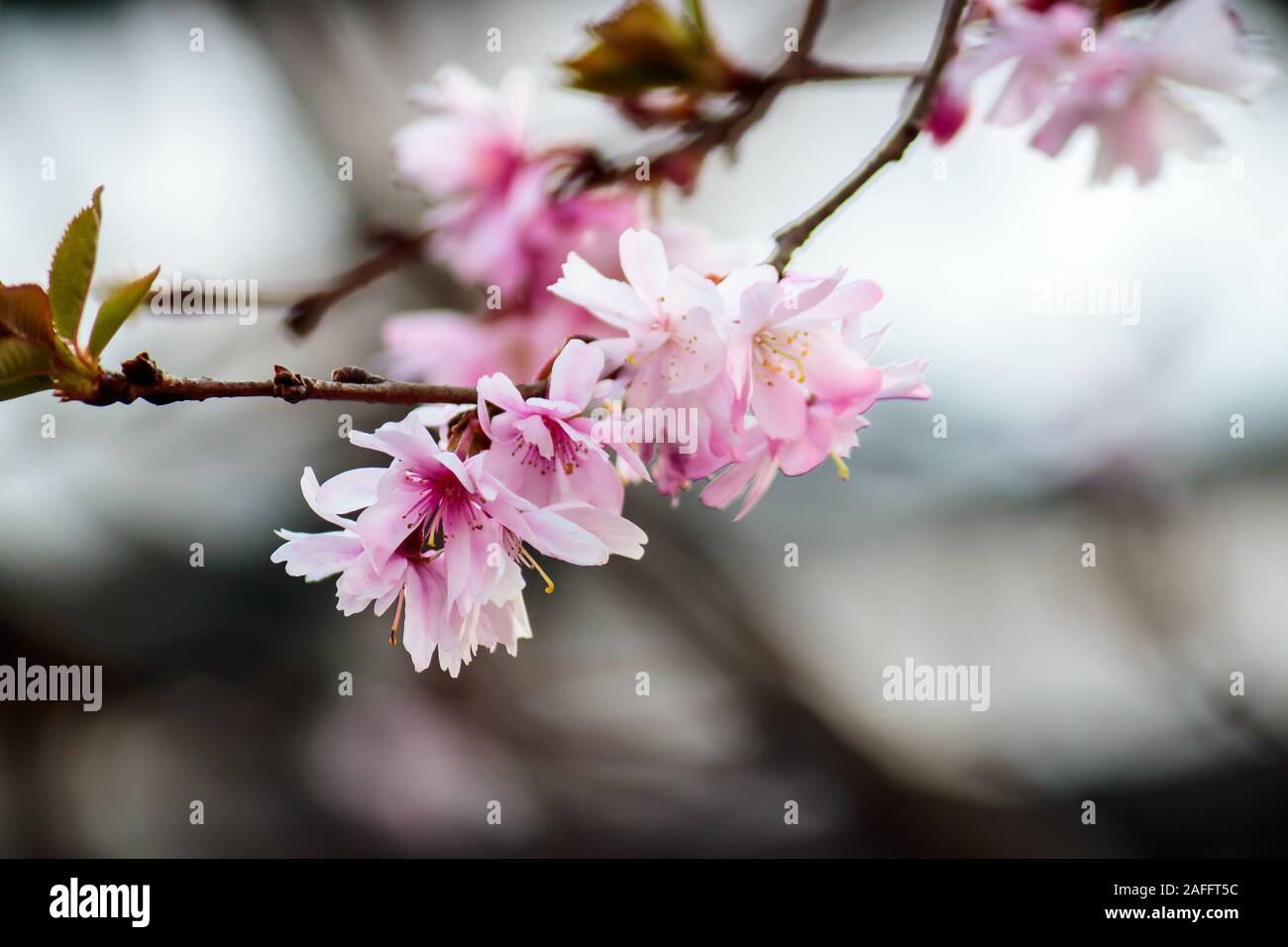 Ramo di gara di fioritura sakura Foto Stock