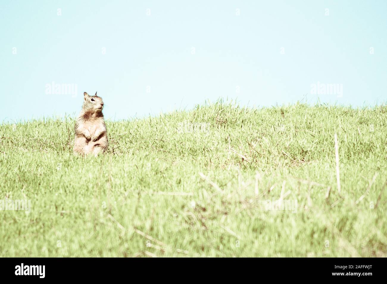 La massa della California lo scoiattolo seduto sulle zampe posteriori con zampe anteriori sollevate guardando al lato. Cielo blu e verde erba. Foto Stock