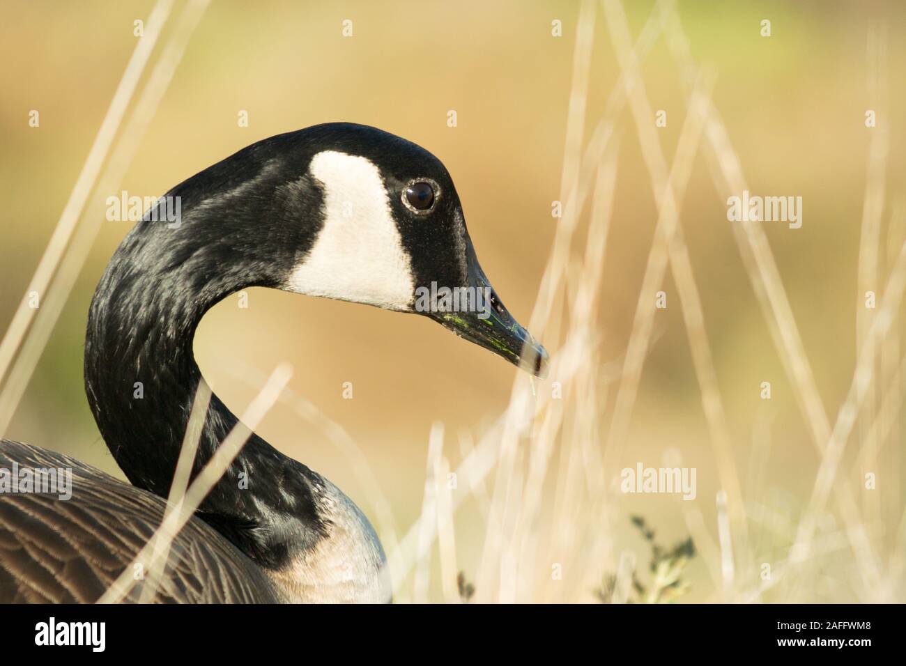 Canada Goose (Branta canadensis) della testa e del collo di profilo sulla giornata autunnale. Mostra distintivo faccia nera con il bianco dal sottogola. Foto Stock