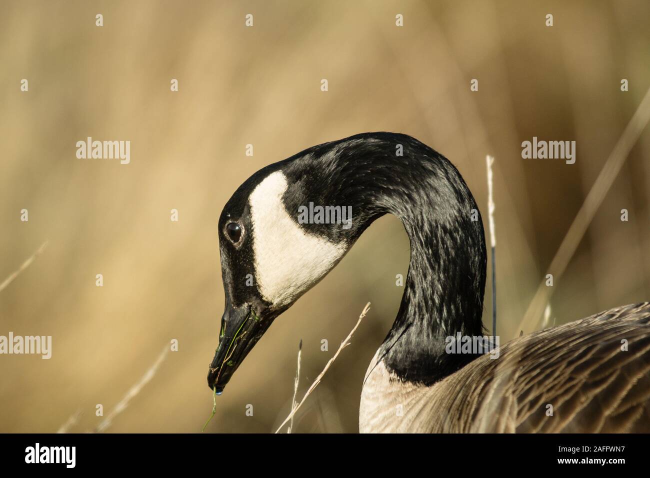 Canada Goose (Branta canadensis) della testa e del collo di profilo sulla giornata autunnale. Mostra distintivo faccia nera con il bianco dal sottogola. Foto Stock