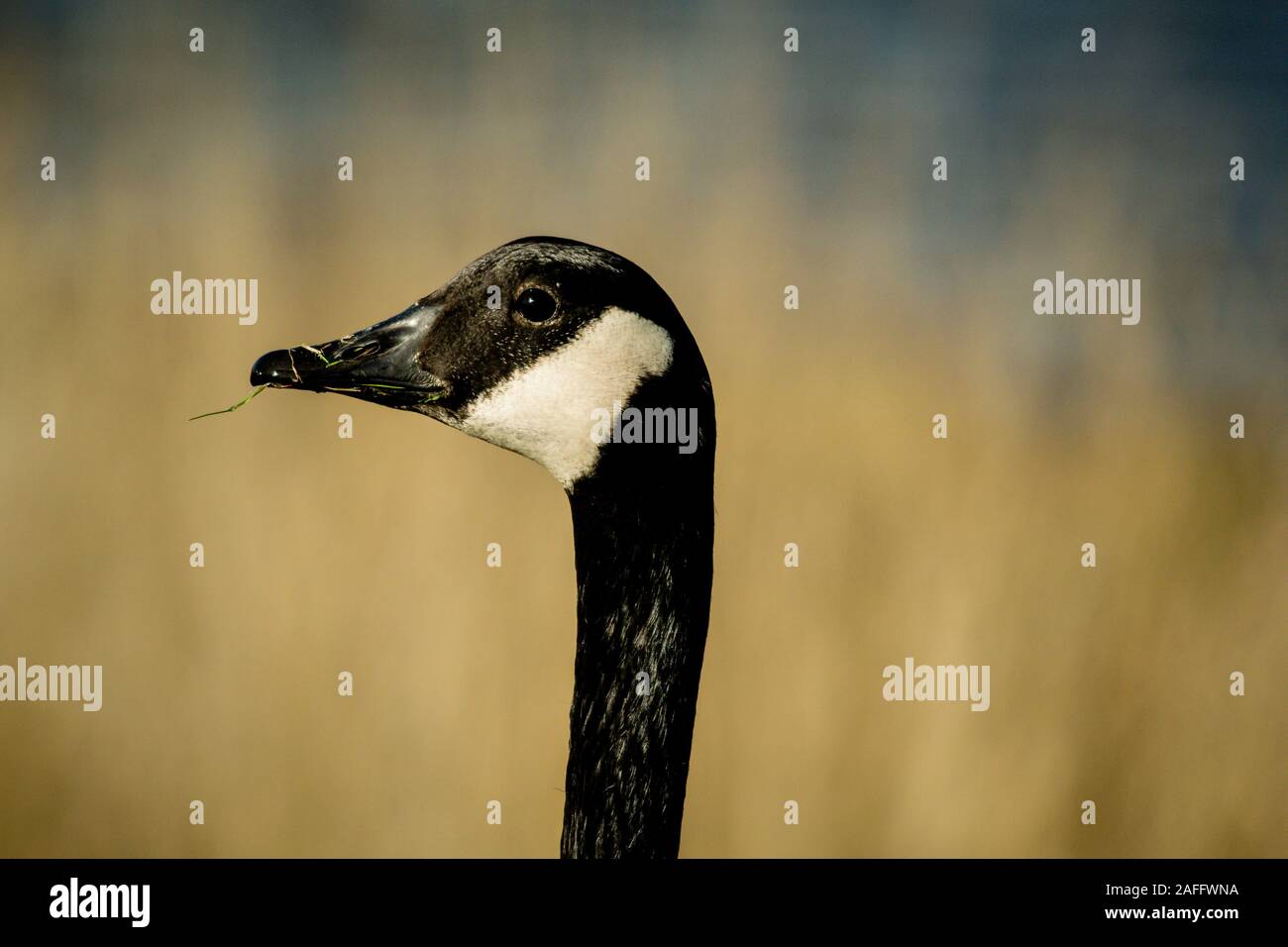 Canada Goose (Branta canadensis) della testa e del collo di profilo sulla giornata autunnale. Mostra distintivo faccia nera con il bianco dal sottogola. Erba nel becco. Foto Stock