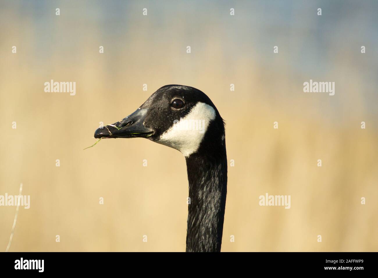Canada Goose (Branta canadensis) della testa e del collo di profilo sulla giornata autunnale. Mostra distintivo faccia nera con il bianco dal sottogola. Erba nel becco. Foto Stock