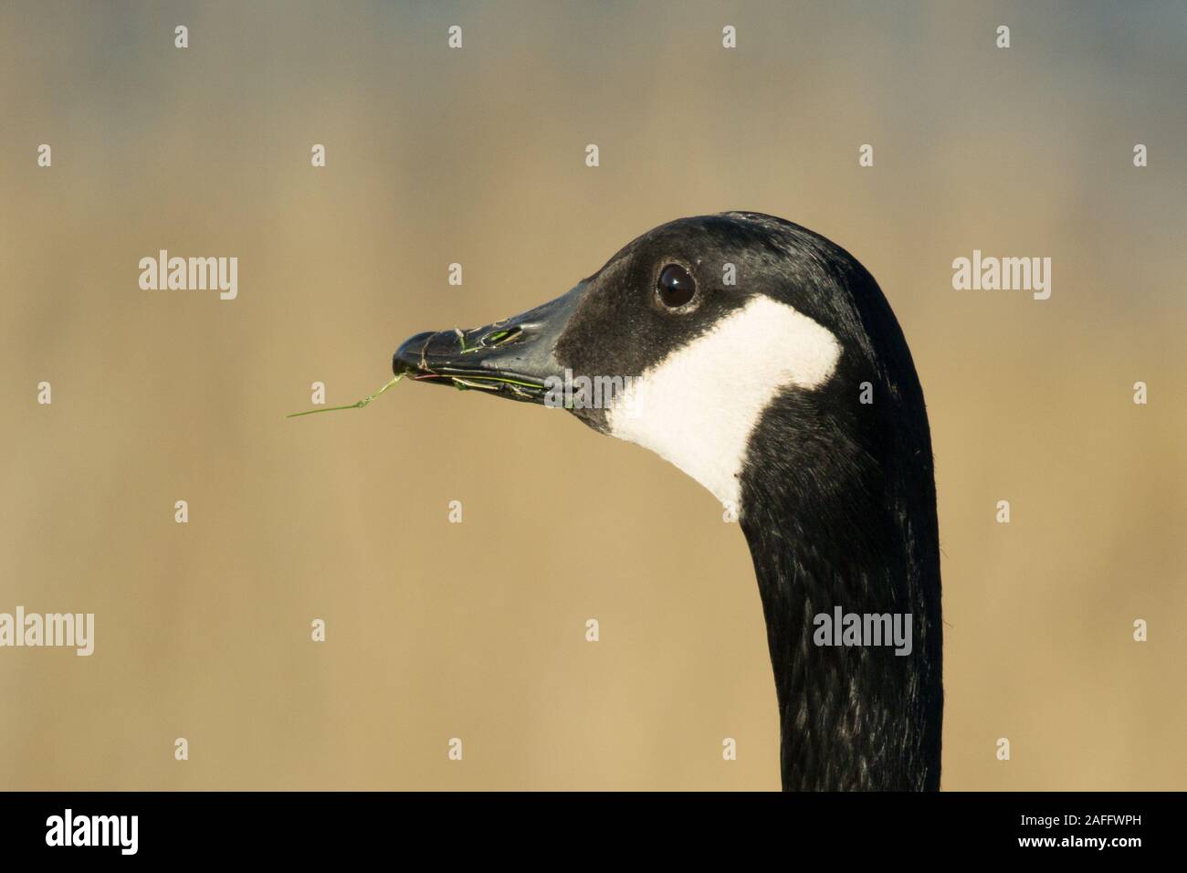 Canada Goose (Branta canadensis) della testa e del collo di profilo sulla giornata autunnale. Mostra distintivo faccia nera con il bianco dal sottogola. Erba nel becco. Foto Stock