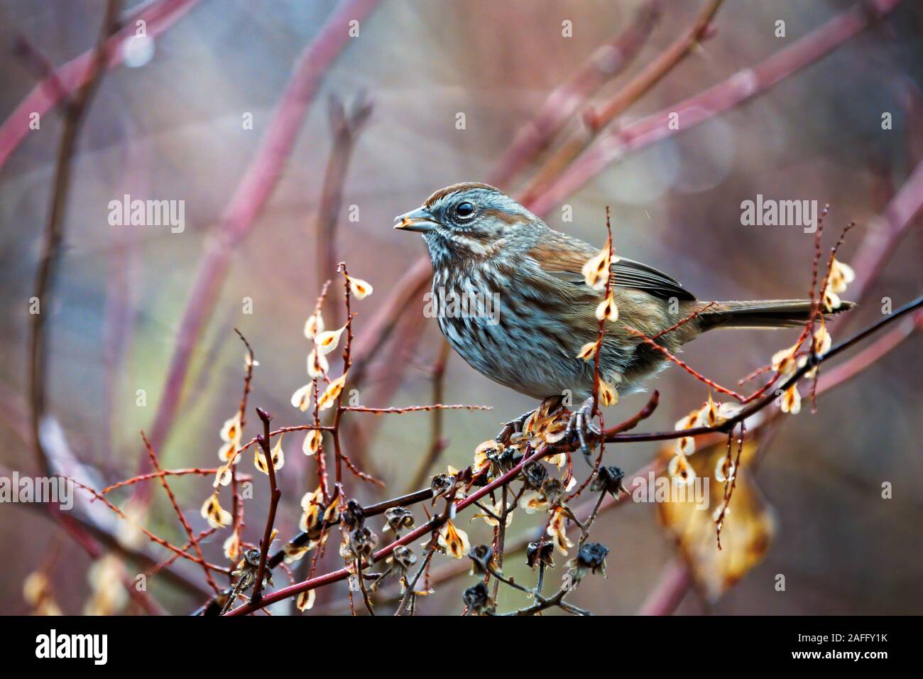 Pine lucherino (Spinus pinus) appollaiato sul ramo di mangiare semi di inverno, vicino Nooksack River, nello stato di Washington, USA Foto Stock