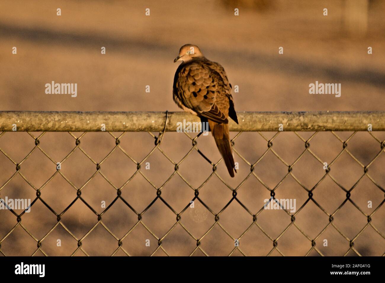 Mattina Colomba, Lindsey City Park, Canyon, Texas. Foto Stock