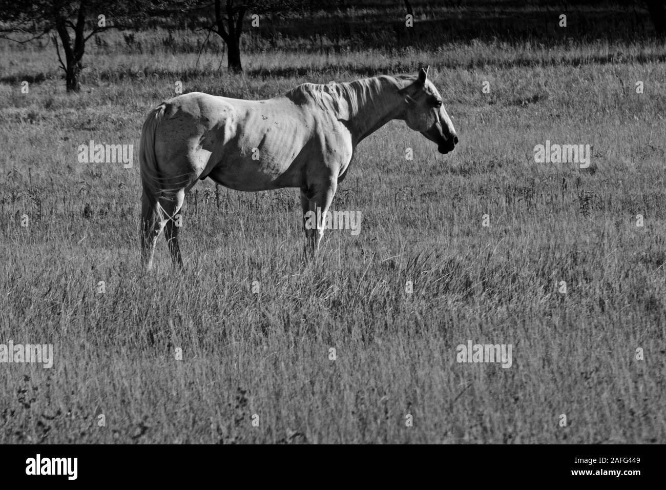 Cavallo al pascolo, Lindsey City Park, Canyon, Texas. Foto Stock