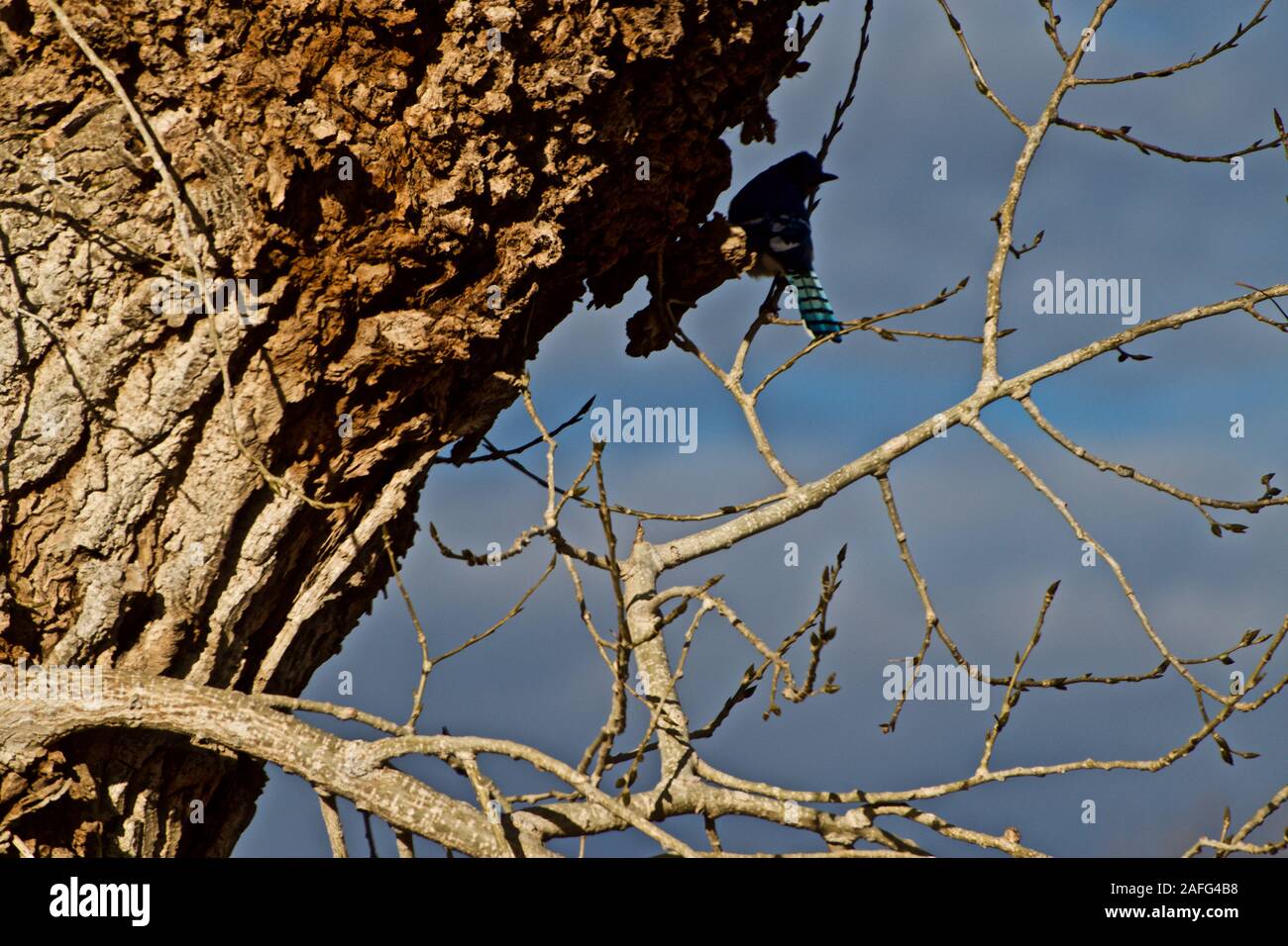 Blue Jay in pioppi neri americani Tree, Canyon, Texas Foto Stock