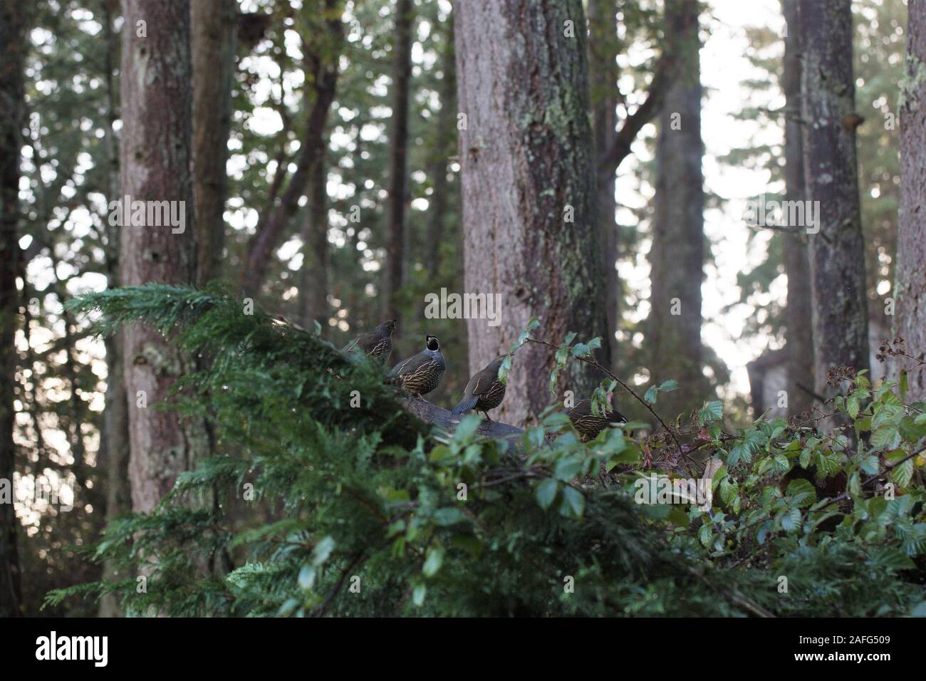 Quaglie in piedi su un albero caduto in Eugene, Oregon, Stati Uniti d'America. Foto Stock