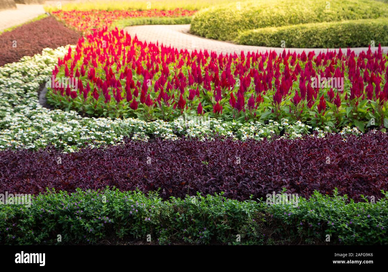 Bella varietà di primavera flower garden design paesaggio Foto Stock
