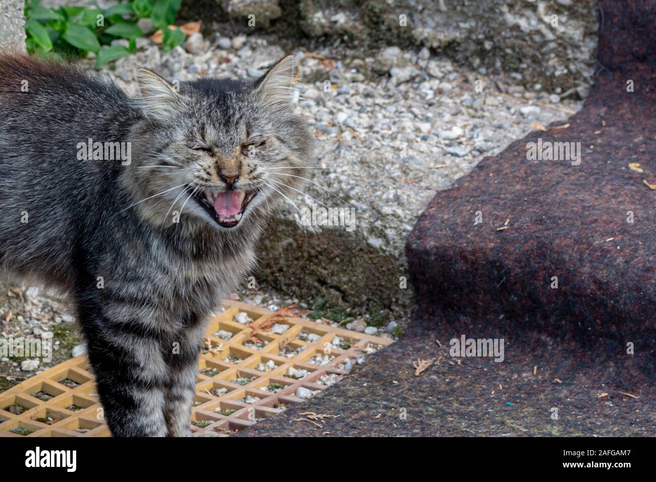 Immagini gatto, Gatto guardare fotocamera, il gatto domestico. Foto Stock