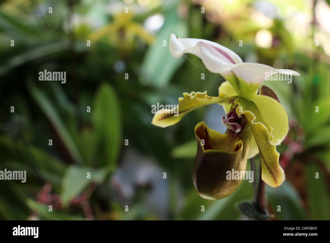 Darlingtonia californica è una specie di pianta carnivora. Come una pianta brocca è l'unico membro del genere Darlingtonia. Foto Stock