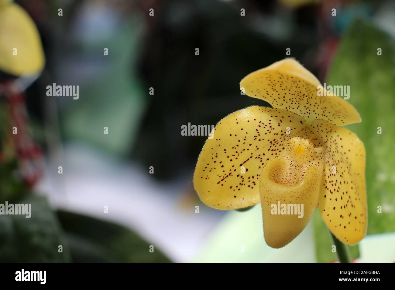 Darlingtonia californica è una specie di pianta carnivora. Come una pianta brocca è l'unico membro del genere Darlingtonia. Foto Stock