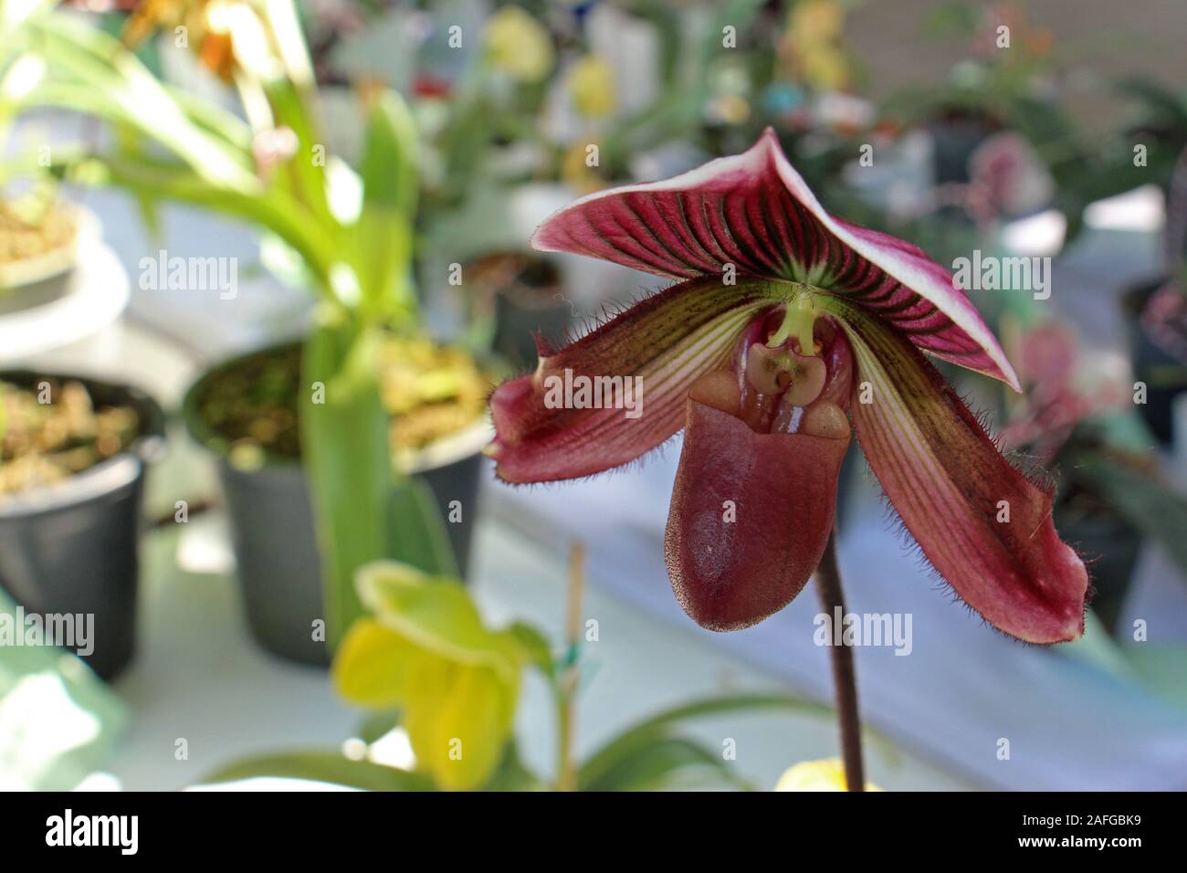 Darlingtonia californica è una specie di pianta carnivora. Come una pianta brocca è l'unico membro del genere Darlingtonia. Foto Stock