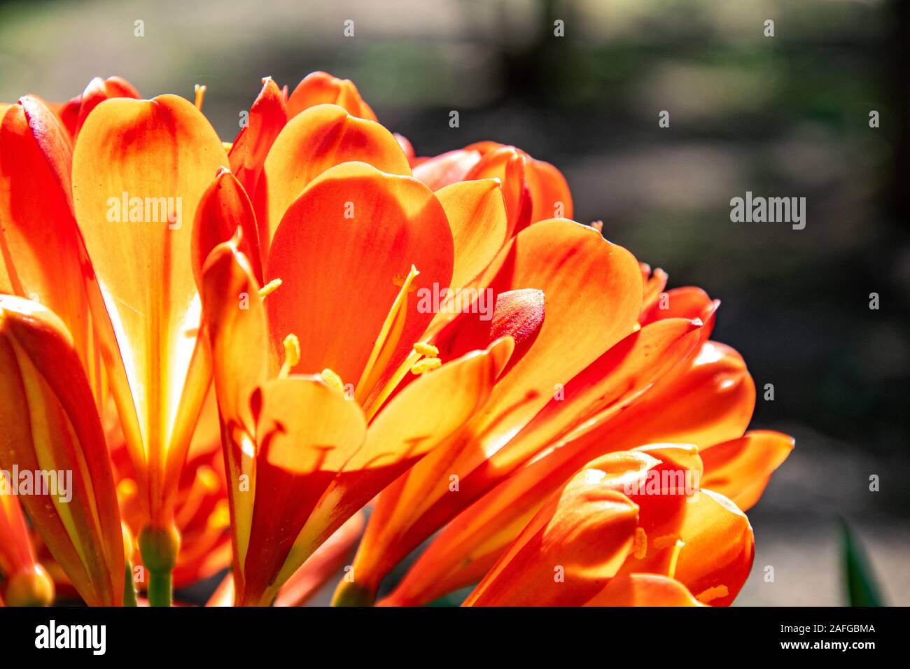 Una selezione di fioritura tulipani apertura sotto il sole Foto Stock