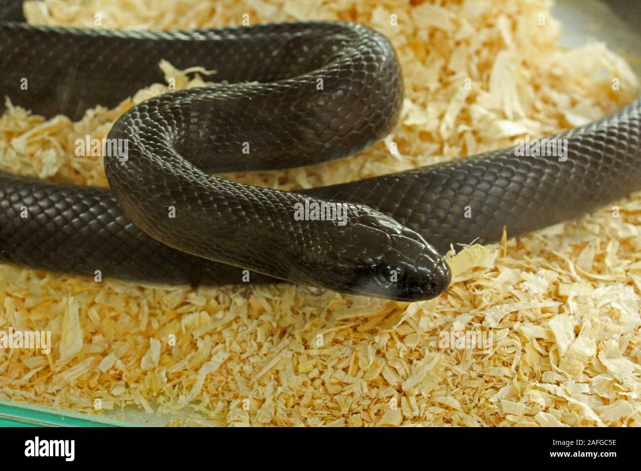 Lampropeltis triangulum, comunemente noto come un serpente di latte, è una specie di re-serpente; 24 sottospecie sono attualmente riconosciuti come una specie distinta. Foto Stock