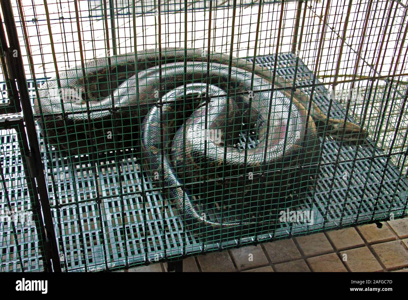 Il pitone reticolato (Malayopython reticulatus) è una specie di serpente nella famiglia Pythonidae originario del Sud e del sud-est asiatico. Foto Stock