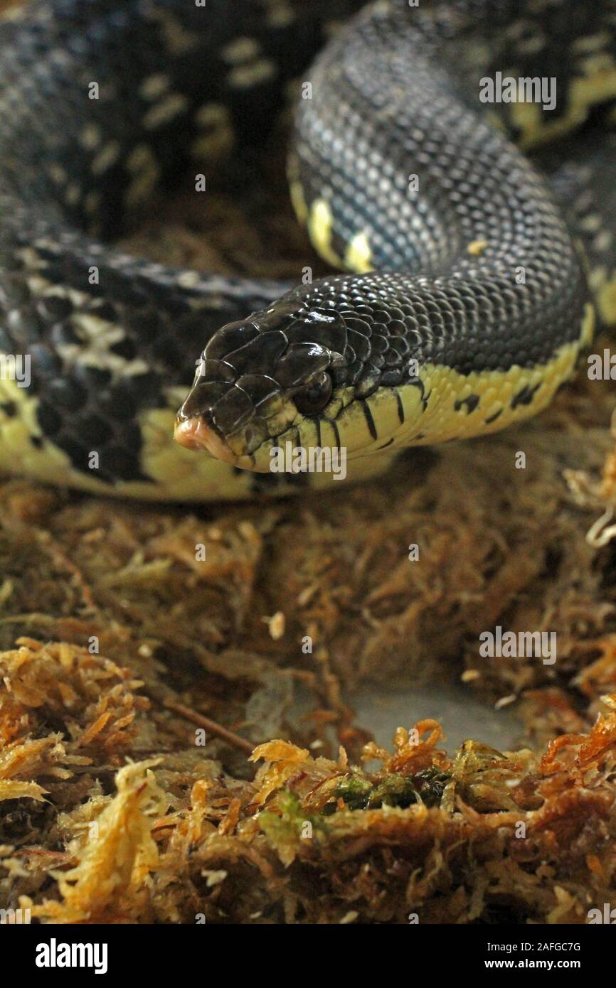 Xenopeltis unicolor è un non-infame sunbeam snake delle specie che si trovano nel sud-est asiatico. Questa è una primitiva snake è iridato. Foto Stock