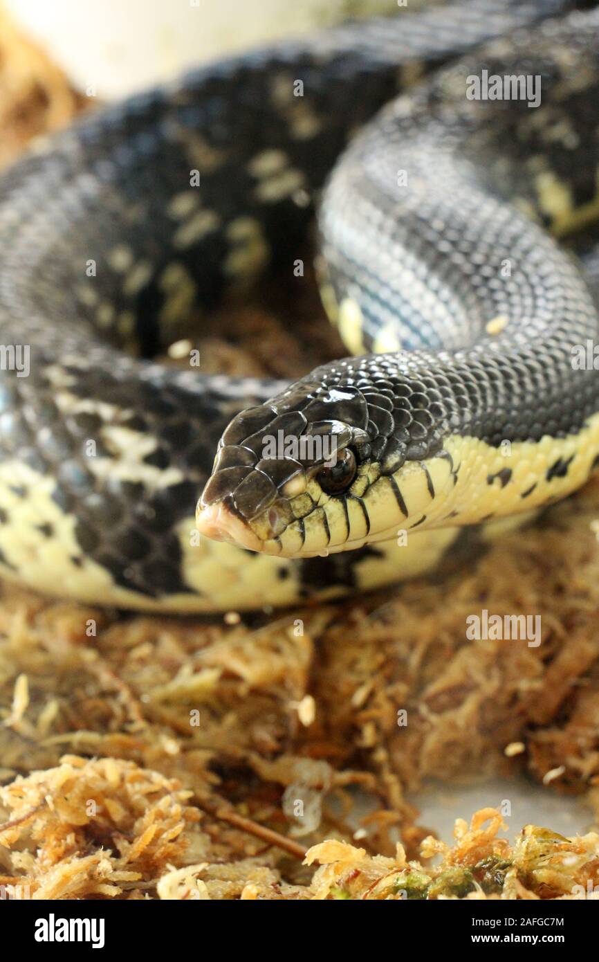 Xenopeltis unicolor è un non-infame sunbeam snake delle specie che si trovano nel sud-est asiatico. Questa è una primitiva snake è iridato. Foto Stock