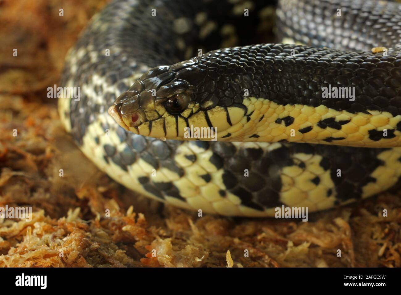 Xenopeltis unicolor è un non-infame sunbeam snake delle specie che si trovano nel sud-est asiatico. Questa è una primitiva snake è iridato. Foto Stock