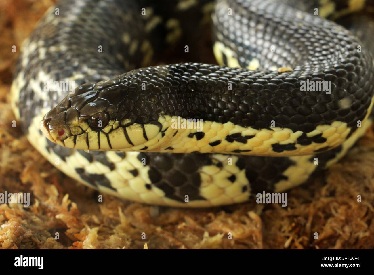 Xenopeltis unicolor è un non-infame sunbeam snake delle specie che si trovano nel sud-est asiatico. Questa è una primitiva snake è iridato. Foto Stock